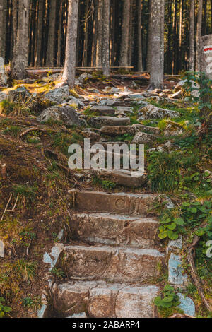 Blick auf alte steinerne Treppe zum Wald Stockfoto