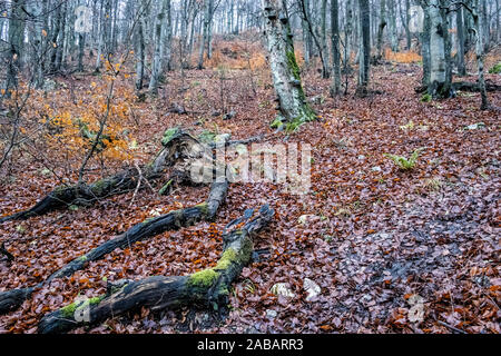 Strazov Strazov Hügel, Berge in der Slowakischen Republik. Saisonale natürliche Szene. Stockfoto