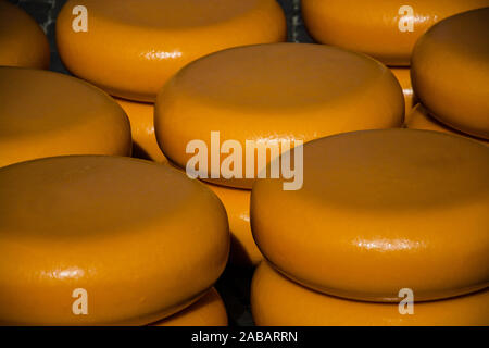 Der Käsemarkt in Alkmaar ist der größte in den Niederlanden mit den traditionellen Käseträgern. Stockfoto