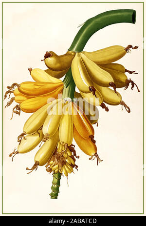 BANANA Jahrgang 1800 historischen des 19. Jahrhunderts Obst Lithographie Abbildung Bananenanlage von Pierre-Joseph Redouté: Bananier cultivé - Musa paradisiaca - (Les Liliacées, 1802-1816) Stockfoto