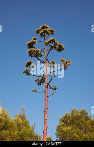 Agave Americana in voller Blüte Stockfoto