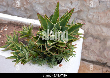 Aloe perfoliata Pflanzen in einen Blumentopf Stockfoto