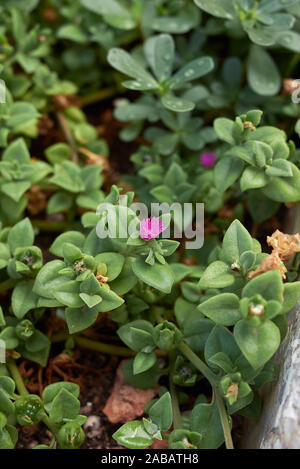 Aptenia cordifolia lila Blüten Stockfoto