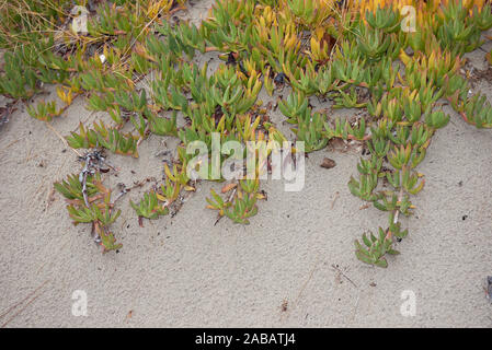 Carpobrotus edulis am Strand Stockfoto