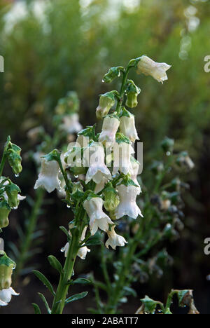 Azorina vidalii ist ein immergrüne Strauch endemisch auf den Azoren. Diese Rote Liste Arten tritt am felsigen Ufer. Steilküsten und Sanddünen. Stockfoto