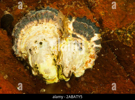 Die Pazifische Auster, Japanische Auster, oder Miyagi Oyster (Magallana gigas, bisher und derzeit auch als Crassostrea gigas, durch Teil o als bekannt Stockfoto