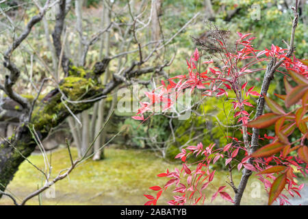 Kokoen Garden, japanischer Garten neben dem Himeji-Schloss, Japan Stockfoto