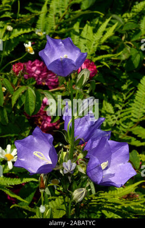 Campanula persicifolia (Pfirsich-leaved bellflower) können in den Alpen und anderen Gebirgsregionen in Europa, die in Wäldern und bewaldeten Margen gefunden werden. Stockfoto