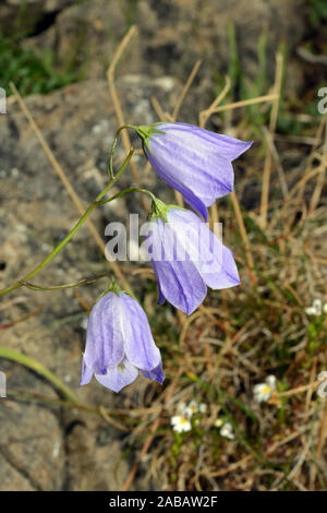 Campanula rotundifolia (harebell) hat eine zirkumpolare Verbreitung in der nördlichen Hemisphäre, wo es im Grünland- und Heideflächen gefunden werden kann. Stockfoto