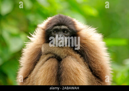 Grauer Gibbon, Borneo Gibbon, Stockfoto