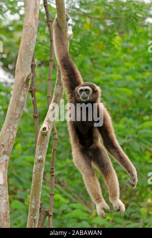 Grauer Gibbon, Borneo Gibbon, Stockfoto