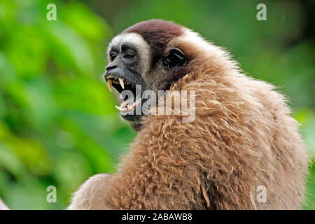 Grauer Gibbon, Borneo Gibbon, Stockfoto