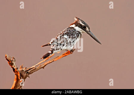 Graufischer auf Sitzwarte, Eisvogel Stockfoto