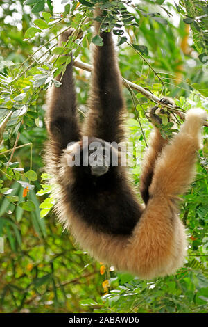 Grauer Gibbon, Borneo Gibbon, Stockfoto