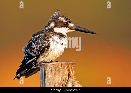 Graufischer auf Sitzwarte Stockfoto