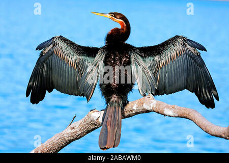 Schlangenhalsvogel trocknet sein Gefieder - Afrika Stockfoto