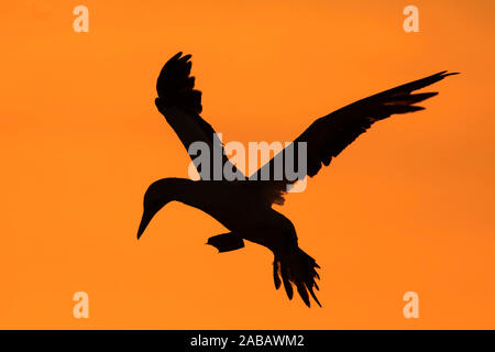Basstölpel vor Sonnenuntergang als Silhouette, Afrika Stockfoto