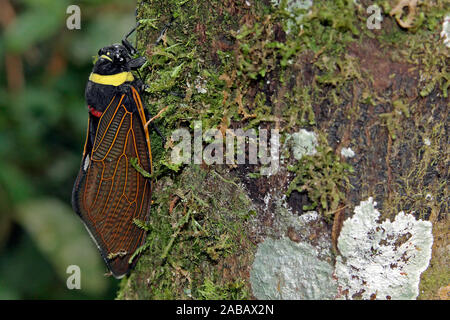 Zikade - gliedertier - Malaysia Stockfoto