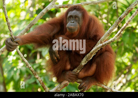 Orang Utan/Malaysia Stockfoto