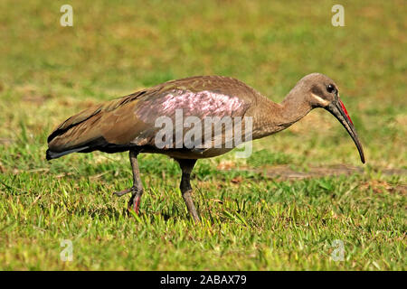 Hadeda Ibis - Südafrika Stockfoto