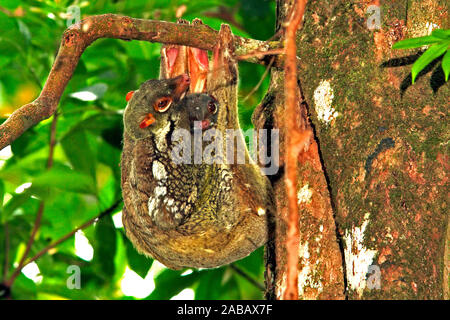 Malaien Gleitflieger Stockfoto