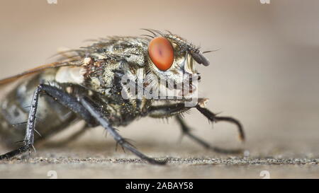 Nahaufnahme von Grau marmoriert Sarcophaga carnaria Sitzen mit genauen Körperbehaarung. Stockfoto