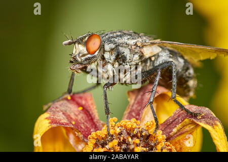 Nahaufnahme von Grau marmoriert Sarcophaga carnaria sitzen auf einer Blume mit genauen Körperbehaarung. Stockfoto