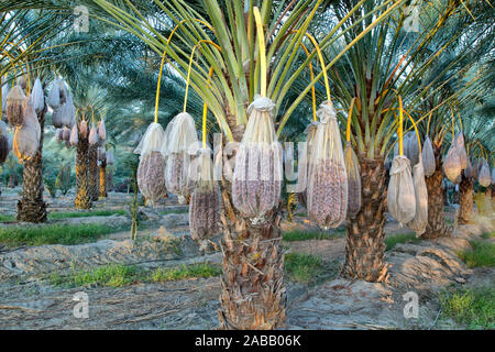 Plantation, Dattelpalmen, Tüten/verrechnet Trocknen 'Deglet Noor, Obst "Phoenix dactylifera', Sperrfrist, erste Morgenlicht. Stockfoto