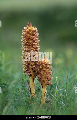 Mehr Broomrape; Orobanche rapum - genistae; Blüte; UK Stockfoto