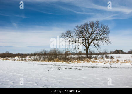 Eiche ohne Blätter und Schnee auf dem Feld, Winter Blick Stockfoto