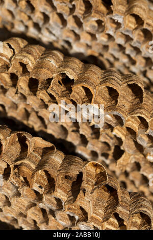 Hornisse, Vespa crabro; Detail der Nest; UK Stockfoto