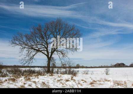 Eiche ohne Blätter und Schnee in das Feld Stockfoto