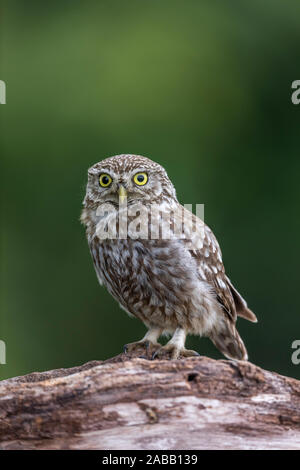 Kleine Eule; Athene Noctua; UK Stockfoto