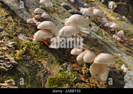 Porzellan, Oudemansiella mucida Pilze, wächst an einem Toten gefallen Buche Stamm, Stourhead, Wiltshire, Großbritannien Stockfoto