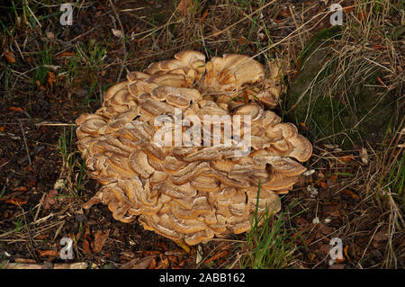 Riesige Polypore, Meripilus giganteus, Meripilaceae, Halterung Pilz, in den Wäldern von Stourhead, Wiltshire, Großbritannien Stockfoto