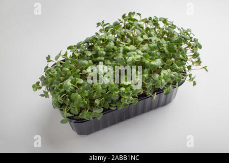 Gekeimten Samen oder microgreens in Plastik Schüssel isoliert auf weißem Stockfoto