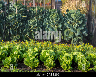 Küche Garten Gemüsegarten mit Lobjoits Green Cos Salat im Vordergrund. Grenze von Calendula 'Winter Sun' gelbe Blumen und Brussel Brüssel sprießen "Cascade" unter schützenden Käfignetz-Netz hinter, um Pflanzenpflanzen vor Schädlingen zu schützen. Traditionelles Holz-Töpfchen-Gewächshaus im Hintergrund. Zuteilung Küche Garten Gemüsepflaster Stockfoto