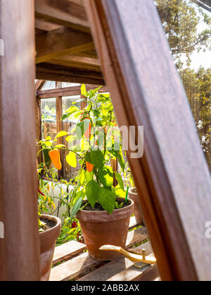 CHILI HAMIK SÜSS Orange chill pepper HAMIK überlegener „süßer Biss“ Geschmack, Capsicum annuum Süßer Pfeffer Hamik in Terrakotta-Topf durch offene Holz Gewächshaus Fenster im Herbst gesehen Stockfoto