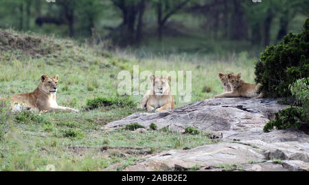 Zwei weibliche Löwen (Panthera leo) und zwei Jungen ruht. Serengeti National Park, Tansania. Stockfoto