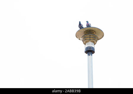 Silhouette einer Straßenlaterne und einen sitzenden Vogel gegen einen weissen Himmel. Zwei Tauben sitzen auf einer strassenlaterne. Stockfoto