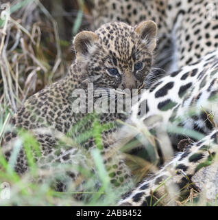 Ein sehr junger Leopard (Panthera pardus) Cub, seine Augen noch Blau, mit seiner Mutter vor ihrer Höhle. Serengeti National Park, Tansania. Stockfoto