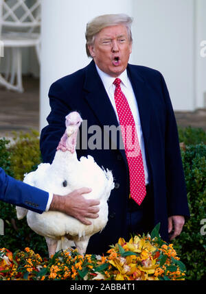 Washington, United States. 26 Nov, 2019. Präsident Donald Trump begnadigungen Butter die nationalen Thanksgiving Truthahn, während der jährliche Thanksgiving Zeremonie im Weißen Haus in Washington, DC am Dienstag, 26. November 2019. Foto von Kevin Dietsch/UPI Quelle: UPI/Alamy leben Nachrichten Stockfoto