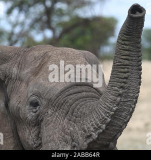 Ein junger Mann Afrikanischer Elefant (Loxodonta africana) erstreckt sich seinen Rüssel Geruch der Luft auf den Ansatz eines Fahrzeugs an. Serengeti National Park, Tanza Stockfoto