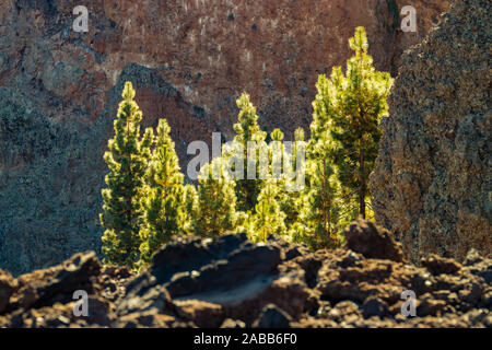 Junge Kiefern durch die warmen Strahlen der Sonne durch vertikale Basalt Felsen umgeben beleuchtet. Berge und Kiefernwald in der Nähe von Vulkan Teide. Teide Nationa Stockfoto