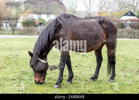 Ein Pony Im New Forest UK Stockfoto