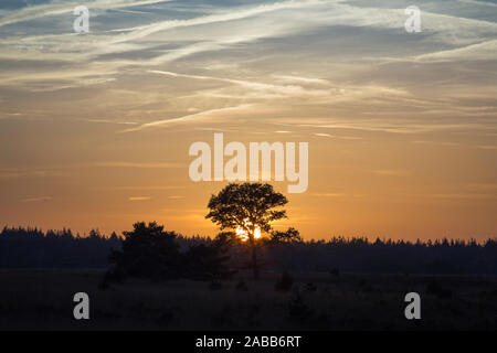 Sonnenuntergang hinter eine einsame Eiche am Naturschutzgebiet Strabrechtse Heide, Niederlande Stockfoto