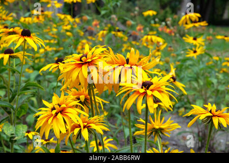 Gelbe Echinacea Blume auf grüne Natur Hintergrund, aus der Nähe. Patch von coneflower im sommer wiese. Hell blühenden Blumen. Stockfoto