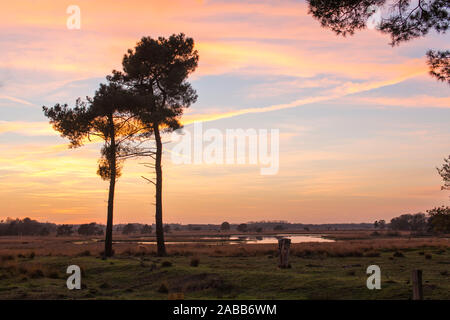 Bäume vor einem fen im Herbst, Sonnenuntergang mit Abendrot am Horizont, das Naturschutzgebiet trabrechtse Heide' Niederlande Stockfoto