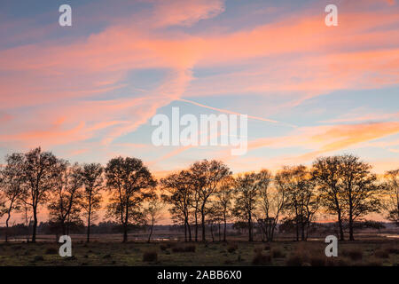 Reihe der Eichen vor einem fen im Herbst, Sonnenuntergang mit Abendrot am Horizont auf das Naturschutzgebiet trabrechtse Heide' in den Niederlanden Stockfoto