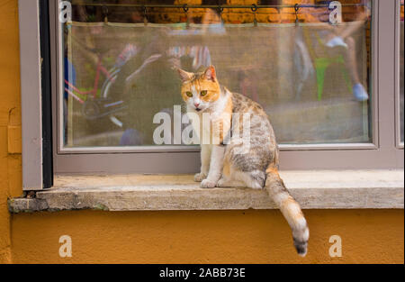 Eine von Istanbuls zahlreiche Straße Katzen in der Fener Balat Bezirk Stockfoto